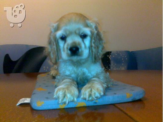 Αμερικανικος Κόκερ Σπάνιελ 350 euro